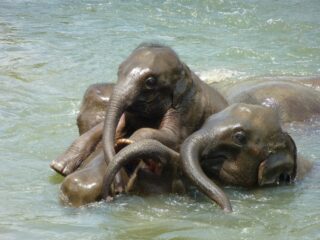 Billig Rejsedestination Sri Lanka - Sri-Lanka-Naturrejse-Elefanter